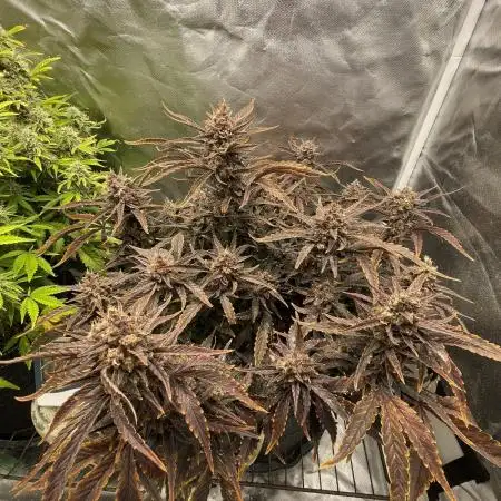 Guava Autoflower
