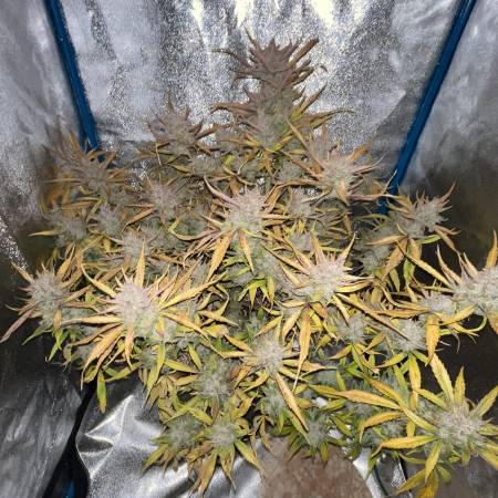 Banana Purple Punch # 1
