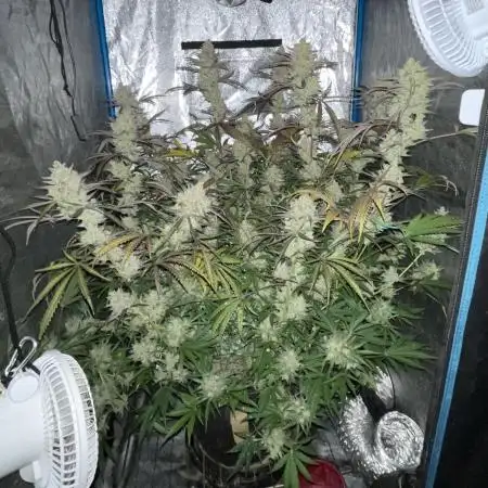 Apple Strudel Autoflower