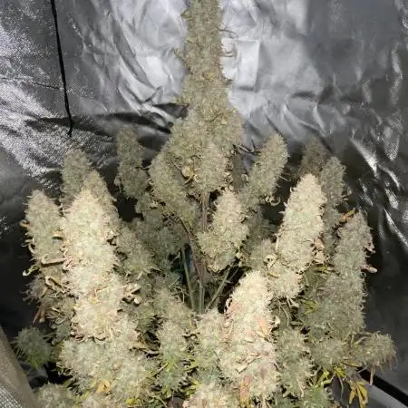 Froot by the foot Autoflower