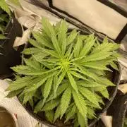 Apple Strudel Autoflower #2