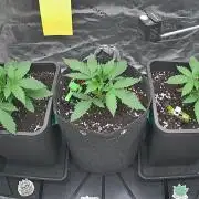 Growers Voice Cup