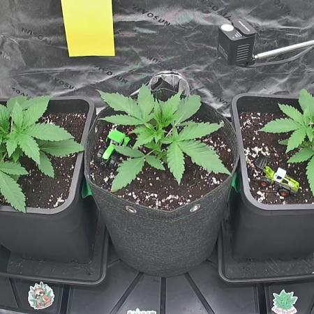 Growers Voice Cup