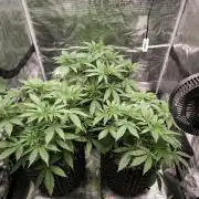 Dos Si Dos Cookies Fast