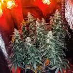 BIG BUD AUTO