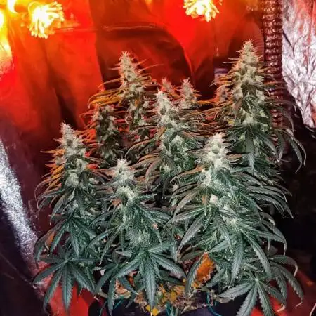 BIG BUD AUTO