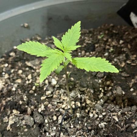 TROPICANA COOKIES AUTO