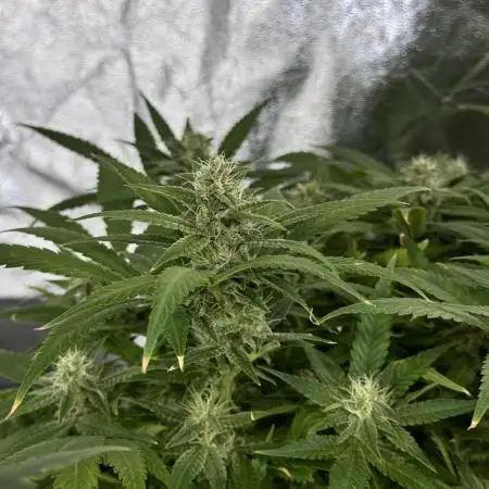 TROPICANA COOKIES AUTO