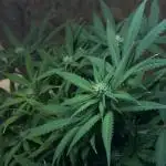 TROPICANA COOKIES AUTO