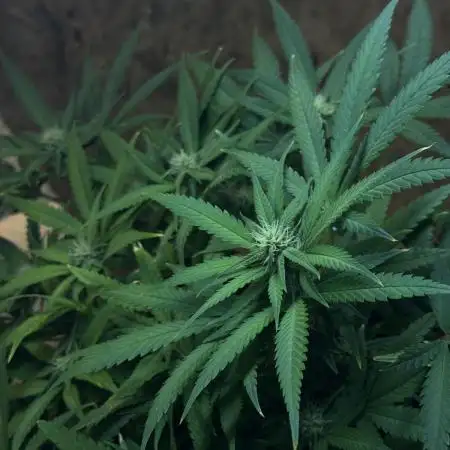 TROPICANA COOKIES AUTO