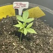 BLUEBERRY ORIGINAL AUTO