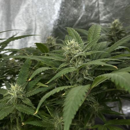 TROPICANA COOKIES AUTO