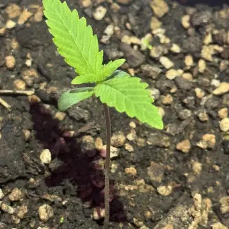 TROPICANA COOKIES AUTO