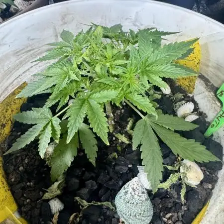 BANANA PURPLE PUNCH