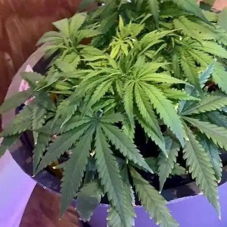 TROPICANA COOKIES AUTO