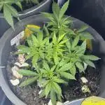 NORTHERN LIGHTS #1
