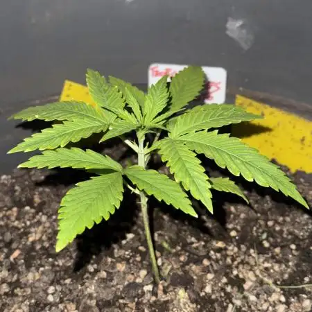 TROPICANA COOKIES AUTO