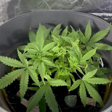 TROPICANA COOKIES AUTO