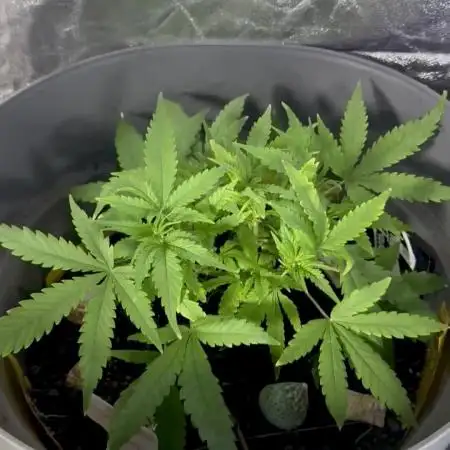 TROPICANA COOKIES AUTO