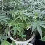BANANA PURPLE PUNCH