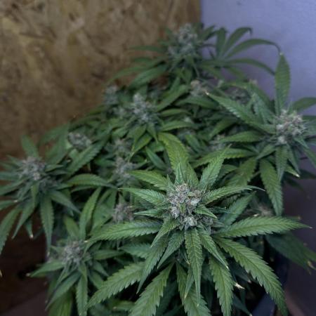 TROPICANA COOKIES AUTO