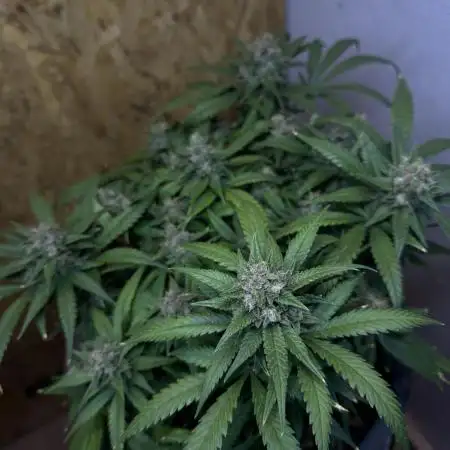 TROPICANA COOKIES AUTO