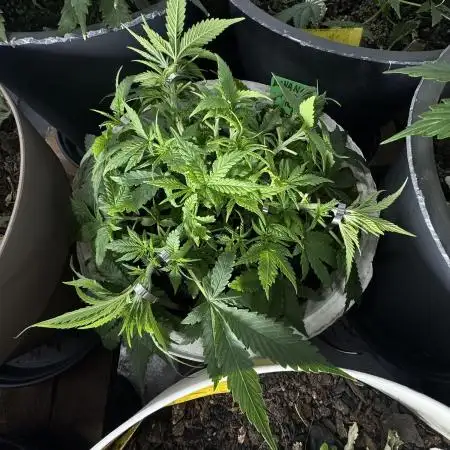 BANANA PURPLE PUNCH