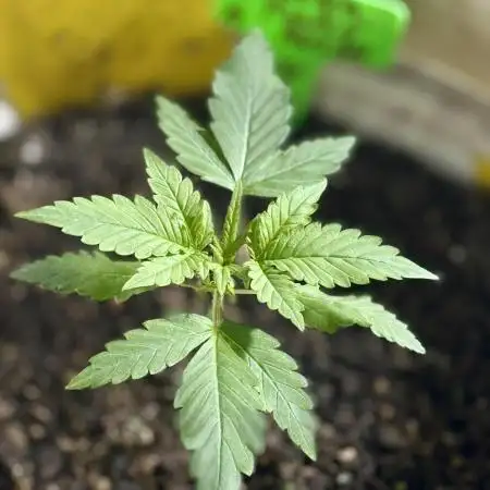 BANANA PURPLE PUNCH