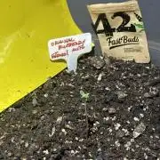 BLUEBERRY ORIGINAL AUTO