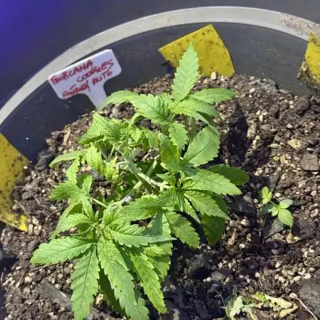 TROPICANA COOKIES AUTO