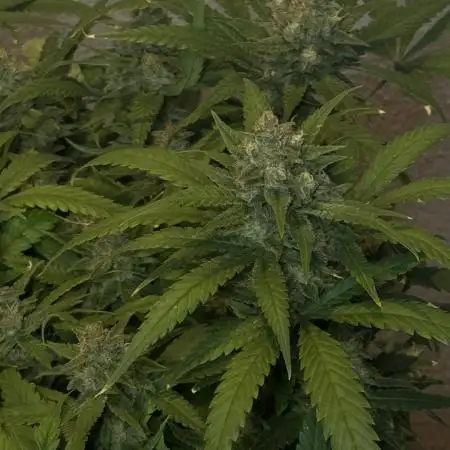 TROPICANA COOKIES AUTO