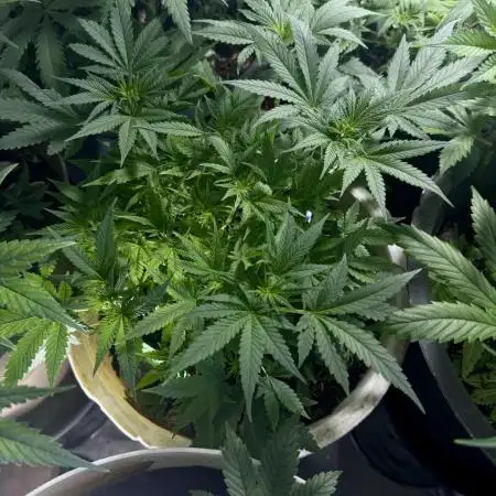 BANANA PURPLE PUNCH