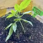 BANANA PURPLE PUNCH