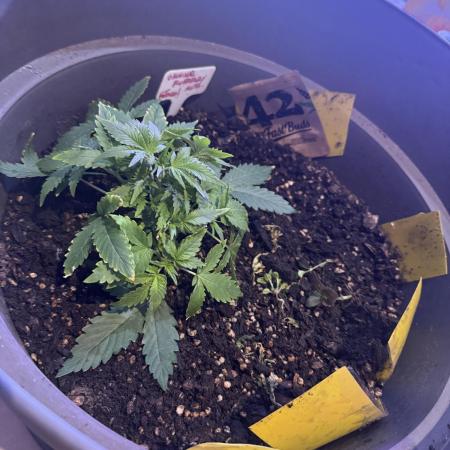 BLUEBERRY ORIGINAL AUTO