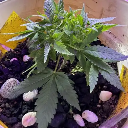 BANANA PURPLE PUNCH