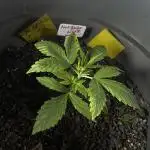 NORTHERN LIGHTS #1