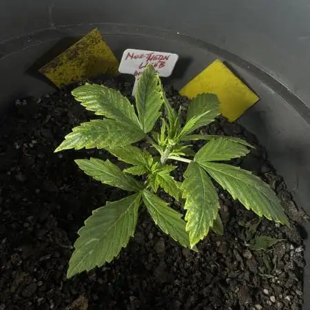 NORTHERN LIGHTS #1