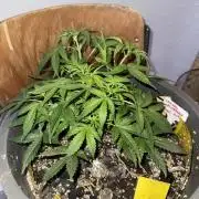 BLUEBERRY ORIGINAL AUTO