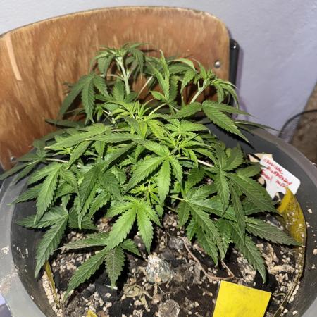 BLUEBERRY ORIGINAL AUTO