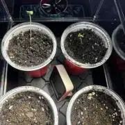 First Grow- Skunk#1