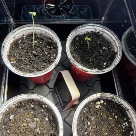 First Grow- Skunk#1
