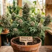 Mimosa x Orange Punch (Cutting)