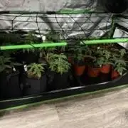 Brandee's Garden