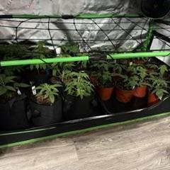 Brandee's Garden