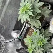 First Grow - Kosher Kush Fem/Photo