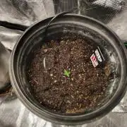 Lsd-25 Auto