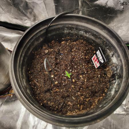 Lsd-25 Auto