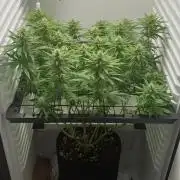 Pineapple Express
