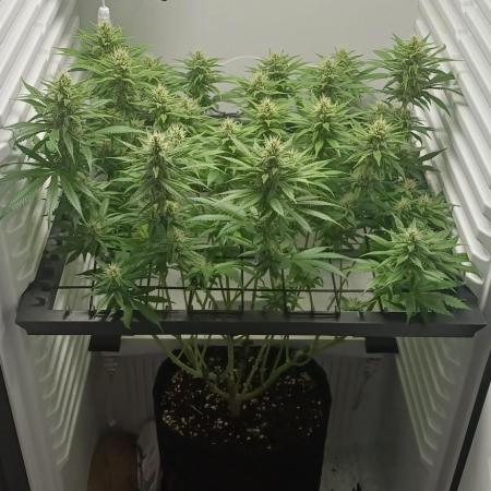 Pineapple Express