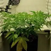 Pineapple Express